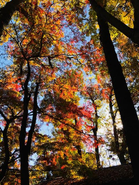 紅葉さがし　秋の散歩みち