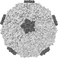 230px-Rhinovirus.png 230229 78K